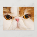 Search for persian photography Feline