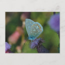 Search for digital animals postcards Butterfly