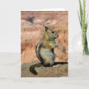 Search for ground cards Wildlife