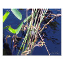Search for pond turtle posters Animal