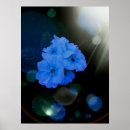 Search for primrose flowers posters Garden