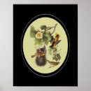 Search for audubon birds posters Animal