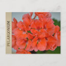 Search for pelargonium Plants