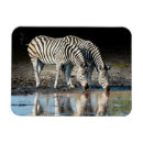 Search for delta magnets Africa