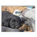 Search for labrador retriever calendars Yellow