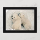 Search for cub postcards Adorable
