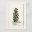 Search for pear tree Vintage