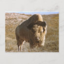 Search for postage stamp postcards Animals