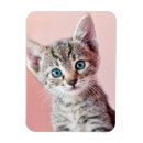 Search for kitten magnets Focus on foreground
