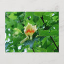 Search for poplar tree postcards Trees