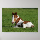 Search for gypsy vanner art Foal