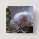 Search for snow monkey Jigokudani