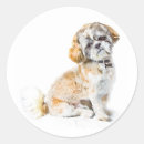 Search for shih tzu dog stickers Breed