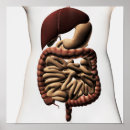 Search for duodenum posters Human body parts