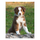 Search for shepherds art Aussie