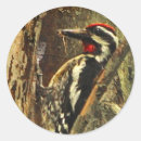 Search for ornithology stickers Birds