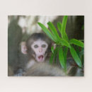 Search for monkey puzzles Japanese macaque