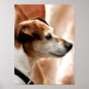 Search for cute jack russell posters Terrier