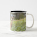 Search for mule mugs Nature