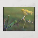 Search for larva postcards Nature