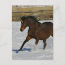 Search for thoroughbred postcards Running