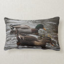 Search for fowl photography Duck