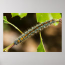 Search for tent art Photography
