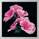 Search for mallow posters Garden