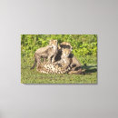 Search for conservation canvas prints Cat