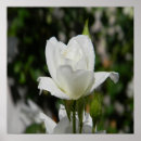 Search for pure posters White