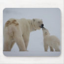 Search for polar bears mousepads Photography