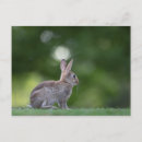 Search for frohe postcards Cute