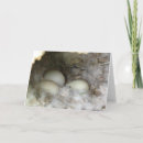 Search for nest cards Eggs