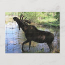 Search for huge postcards Wild