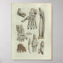 Search for articulation Anatomy