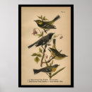 Search for passerine posters Ornithology