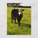 Search for cow postcards White