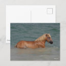 Search for haflinger postcards Breed