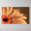 Search for petals posters Still life