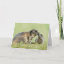 Search for marmot postcards Animals in the wild