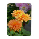 Search for orange blossom magnets Blossoms