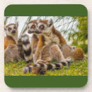 Search for lemurs barware Madagascar