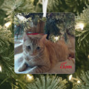 Search for tabby christmas tree decorations Simple