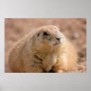 Search for chubby painting art Animal