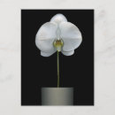 Search for orchids postcards Bouquet
