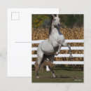 Search for bobbed postcards Animal