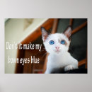 Search for cat meme posters Funny