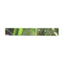 Search for arachnid return address labels Web