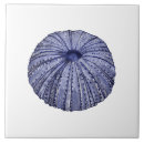 Search for blue sea shell tiles Beach house