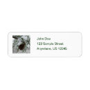Search for pine branches return address labels Winter